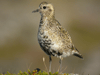 Golden Plover